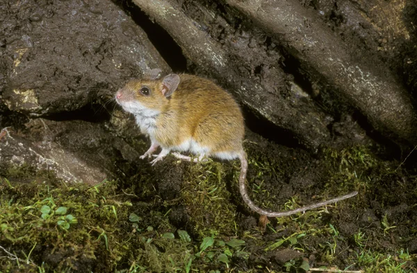 Mysz leśna, apodemus flavicollis, — Zdjęcie stockowe