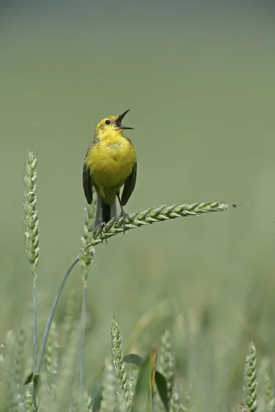 黄鹡鸰、 motacilla 弗拉瓦 — 图库照片