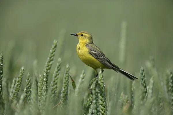 Bachstelze, Motacilla flava — Stockfoto