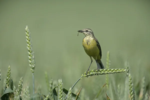 黄鹡鸰、 motacilla 弗拉瓦 — 图库照片