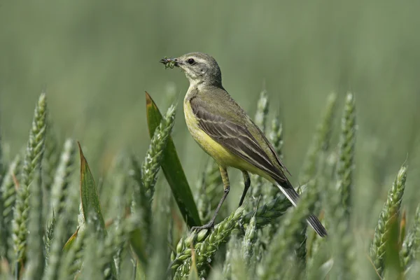 Gul Sädesärla, motacilla flava — Stockfoto