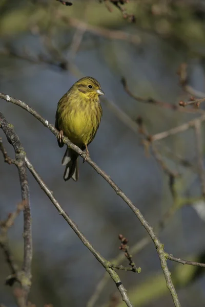 Zigolo giallo, emberiza citrinella — Foto Stock