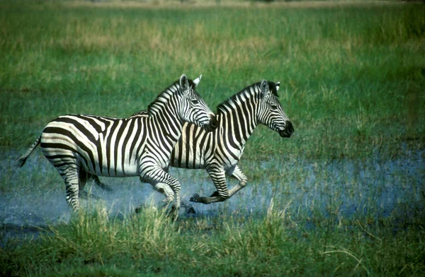 Flachland-Zebra, equus quagga — Stockfoto