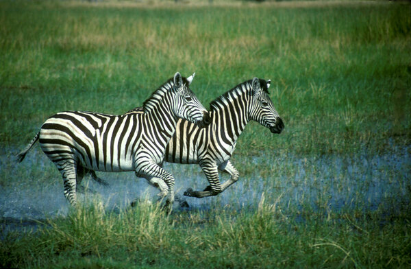 Plains zebra, Equus quagga, two running in water, Botswana