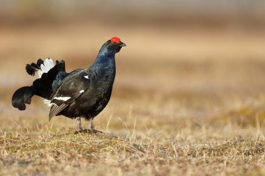 Kara Orman Tavuğu, tetrao tetrix