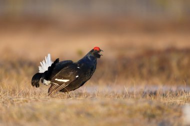Kara Orman Tavuğu, tetrao tetrix
