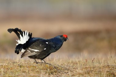 Kara Orman Tavuğu, tetrao tetrix