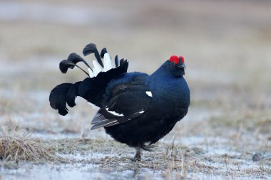 Kara Orman Tavuğu, tetrao tetrix