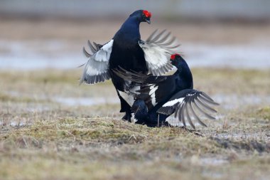 Kara Orman Tavuğu, tetrao tetrix