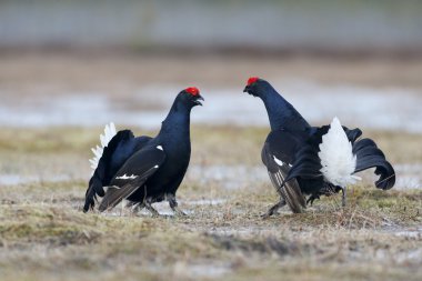 Kara Orman Tavuğu, tetrao tetrix