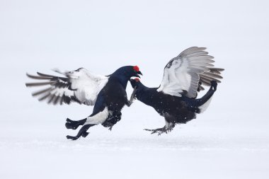 Kara Orman Tavuğu, tetrao tetrix