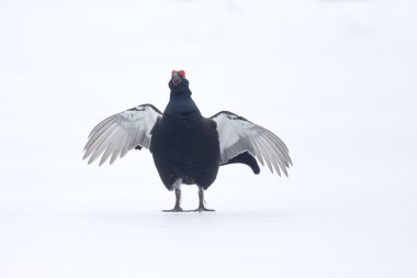 Kara Orman Tavuğu, tetrao tetrix
