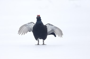 Black grouse, Tetrao tetrix clipart