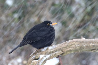 siyah kuş, turdus merula