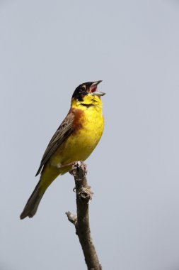 Kara başlı kiraz kuşu emberiza melanocephala