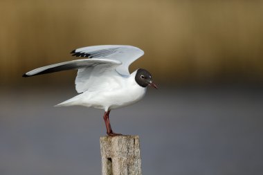 Siyah başlı martı, Larus ridibundus,