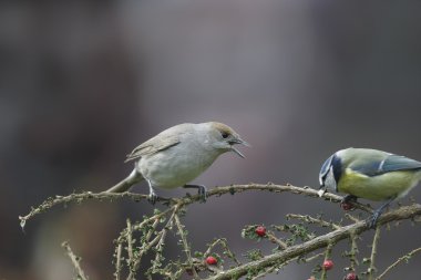 Blackcap, Sylvia atricapilla clipart