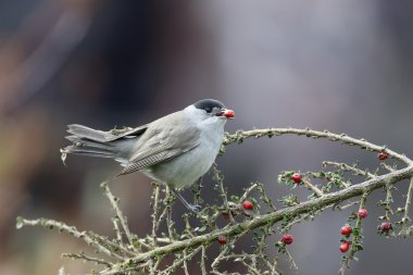 ötleğen sylvia atricapilla