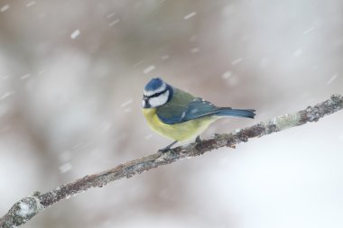 Mavi baştankara, parus caeruleus