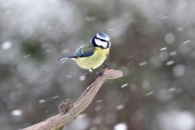 Mavi baştankara, parus caeruleus