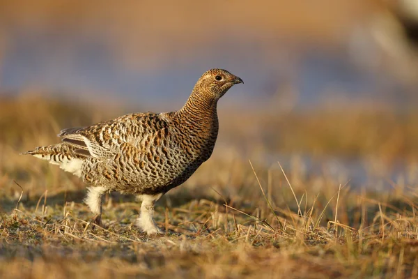 Grouse preto, tetrao tetrix — Fotografia de Stock