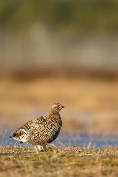 Black grouse, Tetrao tetrix — Stock Photo, Image