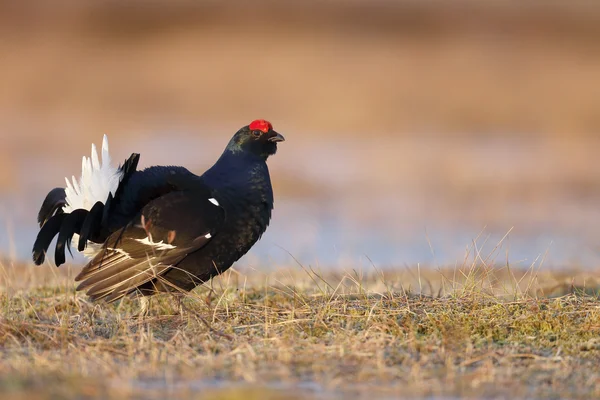 Black grouse, Tetrao tetrix — Stock Photo, Image