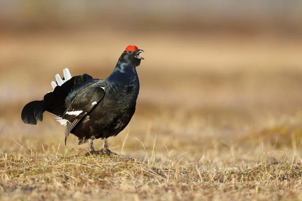 Black grouse, Tetrao tetrix — Stock Photo, Image