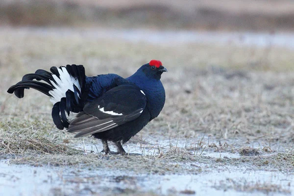 Black grouse, Tetrao tetrix — Stock Photo, Image