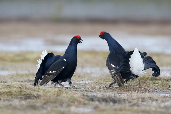 Black grouse, Tetrao tetrix — Stock Photo, Image