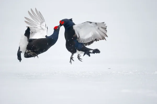 Black grouse, Tetrao tetrix — Stock Photo, Image