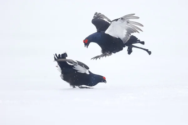 Black grouse, Tetrao tetrix — Stock Photo, Image