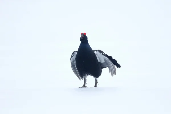 Black grouse, Tetrao tetrix — Stock Photo, Image