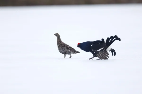 Black grouse, Tetrao tetrix — Stock Photo, Image