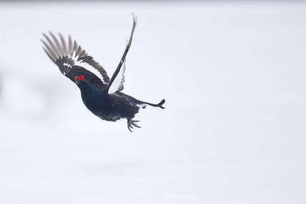 Black grouse, Tetrao tetrix — Stock Photo, Image