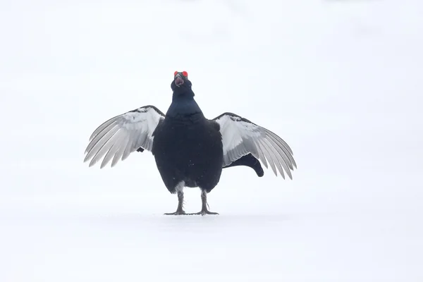 Black grouse, Tetrao tetrix — Stock Photo, Image