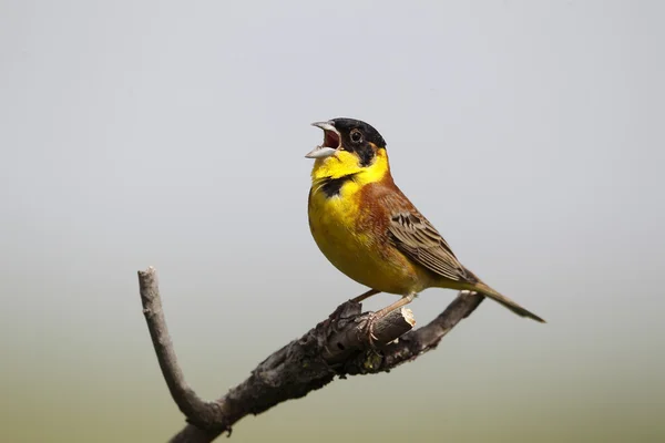 Bunting de cabeza negra, Emberiza melanocephala — Foto de Stock