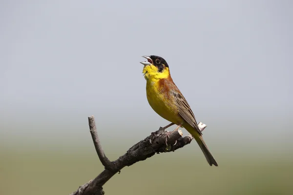 黑领导彩旗、 鸣 melanocephala — 图库照片