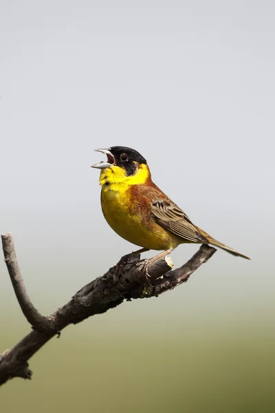 Svarthuvad sparv, emberiza melanocephala — Stockfoto