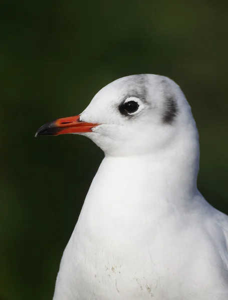 Mewa czarnogłowa, Larus ridibundus, — Zdjęcie stockowe