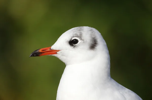 Gaivota de cabeça preta, Larus ridibundus, — Fotografia de Stock