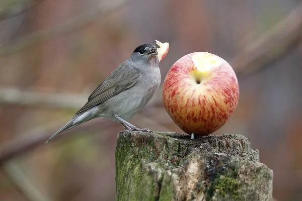 Svarthätta sylvia atricapilla — Stockfoto