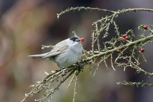 Blackcap, Sylvia atricapilla — Stock Photo, Image