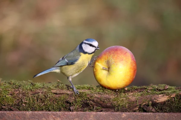 Blåmes, parus caeruleus — Stockfoto