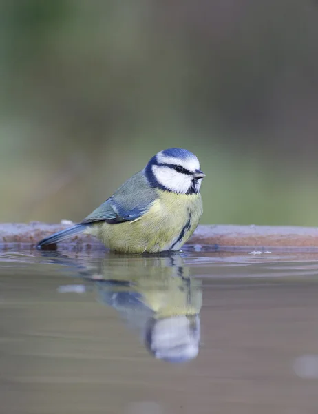 Blue tit, Parus caeruleus — Stock Photo, Image