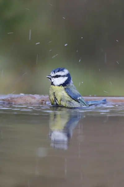 Blue tit, Parus caeruleus — Stock Photo, Image