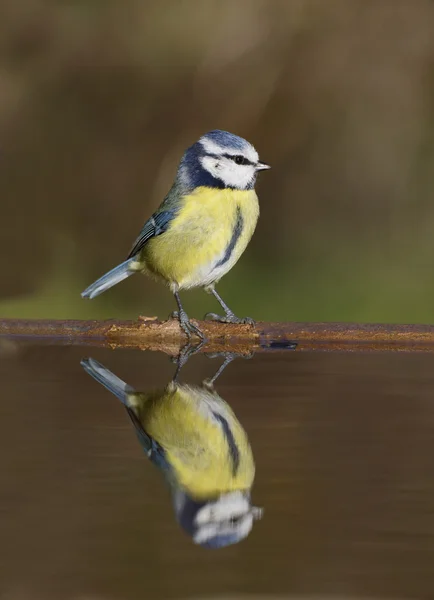 Pimpelmees, parus caeruleus — Stockfoto