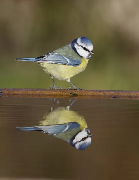 Tetta azzurra, Parus caeruleus — Foto Stock