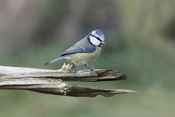 Голубая синица, parus caeruleus — стоковое фото