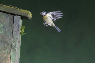 Mavi baştankara, parus caeruleus
